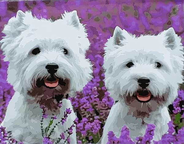 Фото - Картина по номерам Strateg Белые пушистики с лаком и уровнем 40х50 см (SY6867)SY6867