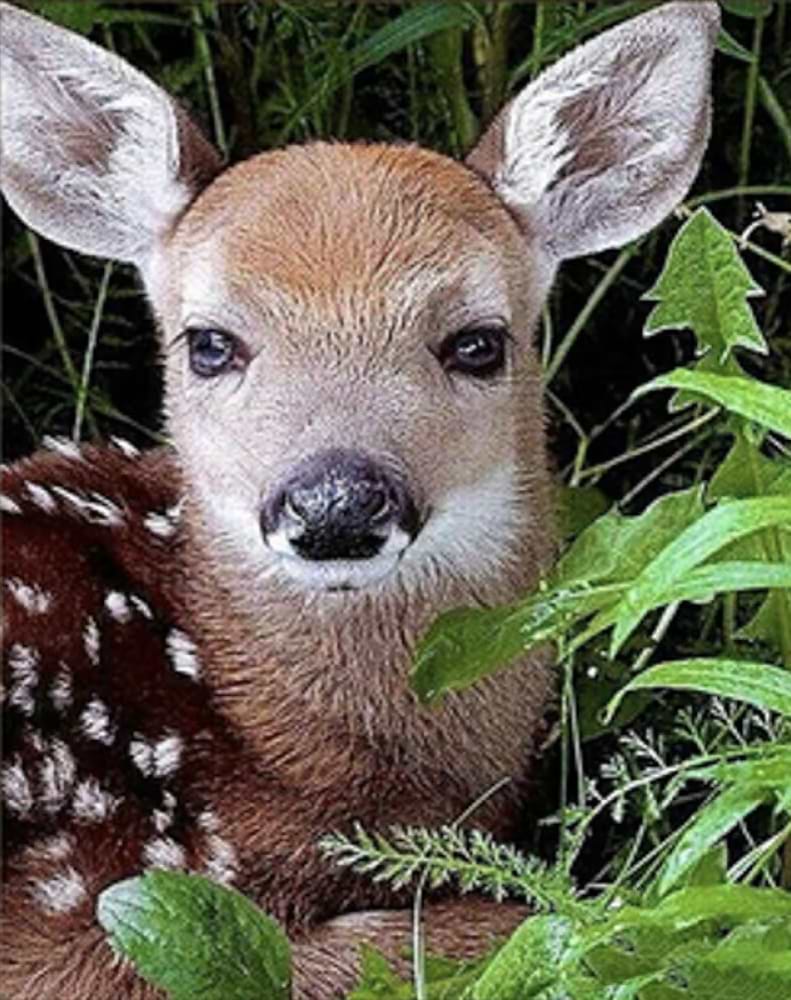 Алмазний живопис Strateg Дитинча косулі 30х40 см (HEG86027)