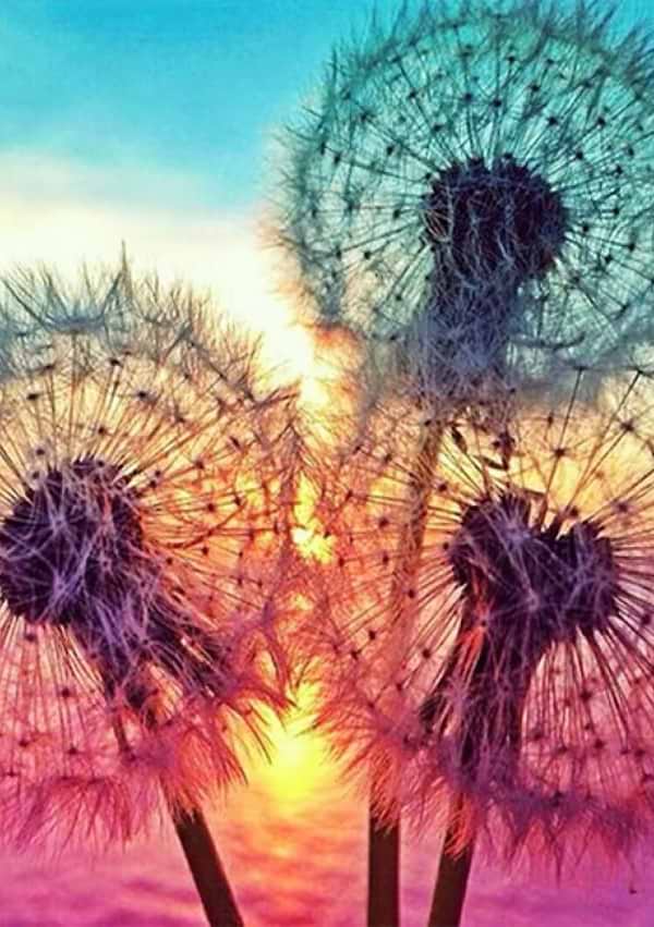 Фото - Алмазний живопис Strateg Кульбабки 30х40 см (JSDF76888) Фото - Алмазний живопис Strateg Кульбабки 30х40 см (JSDF76888)