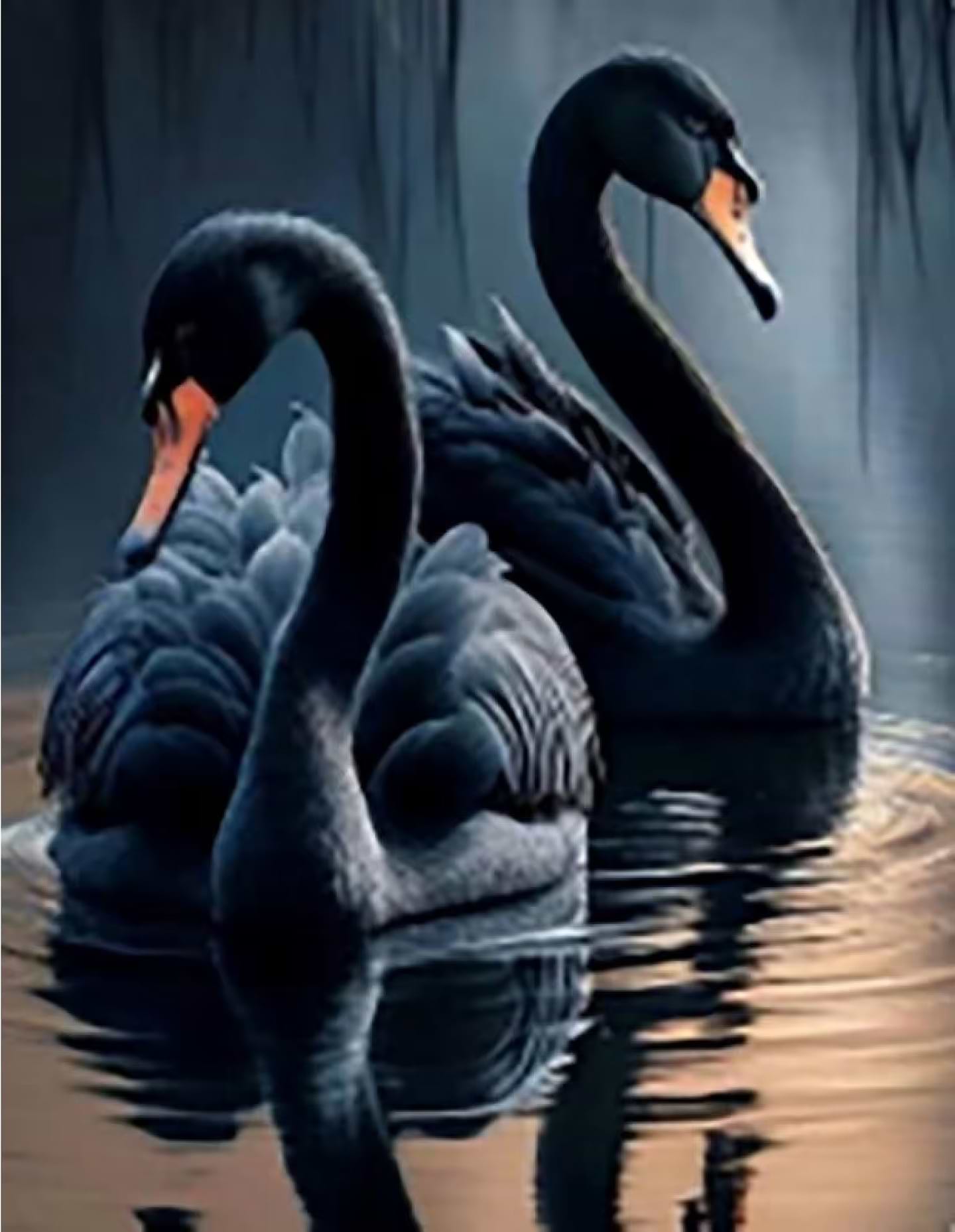 Алмазний живопис Strateg Чорні лебеді 40х50 см (JSFH85868)