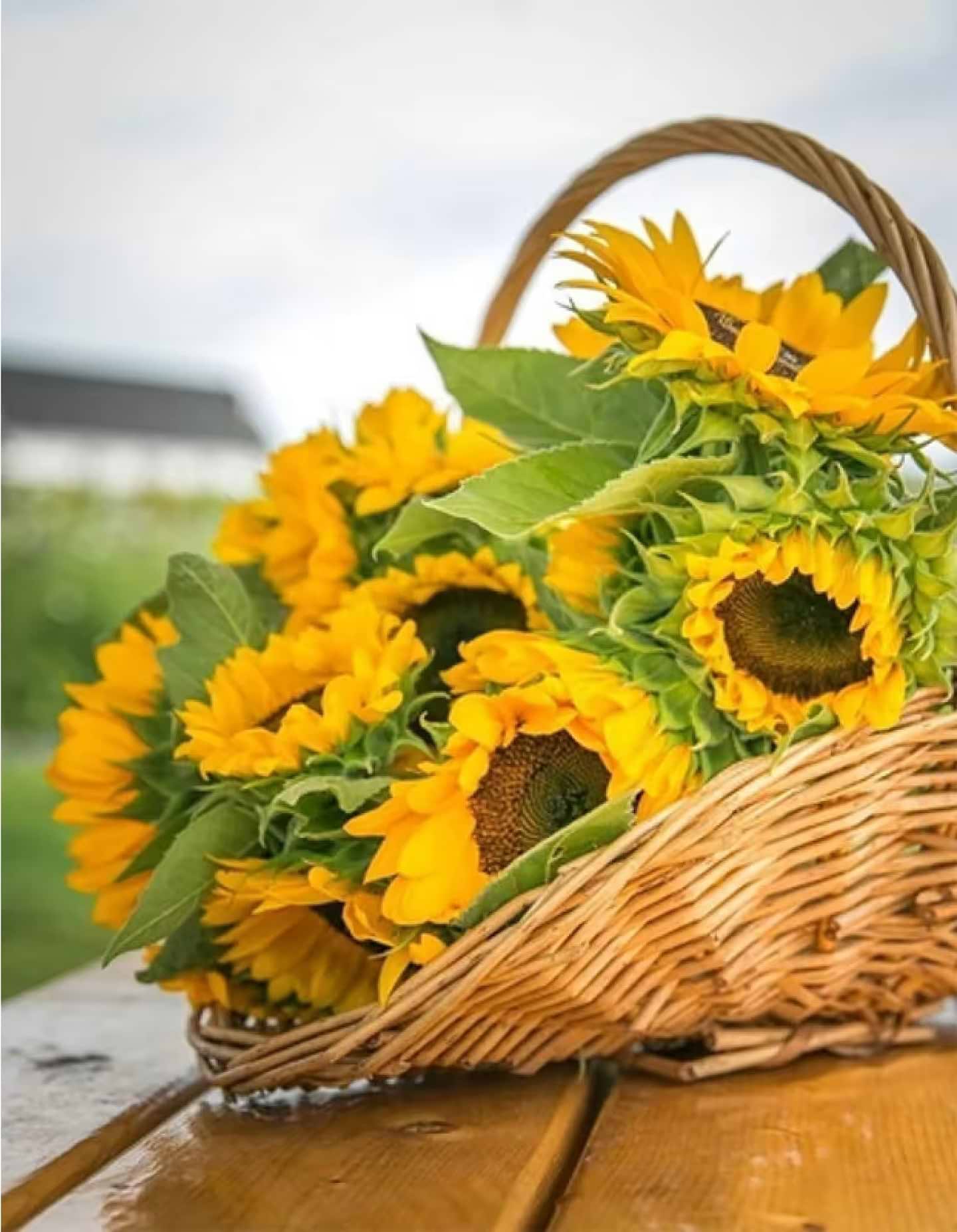 Алмазний живопис Strateg Соняхи у кошику 40х50 см (JSFH85869) - Фото 1