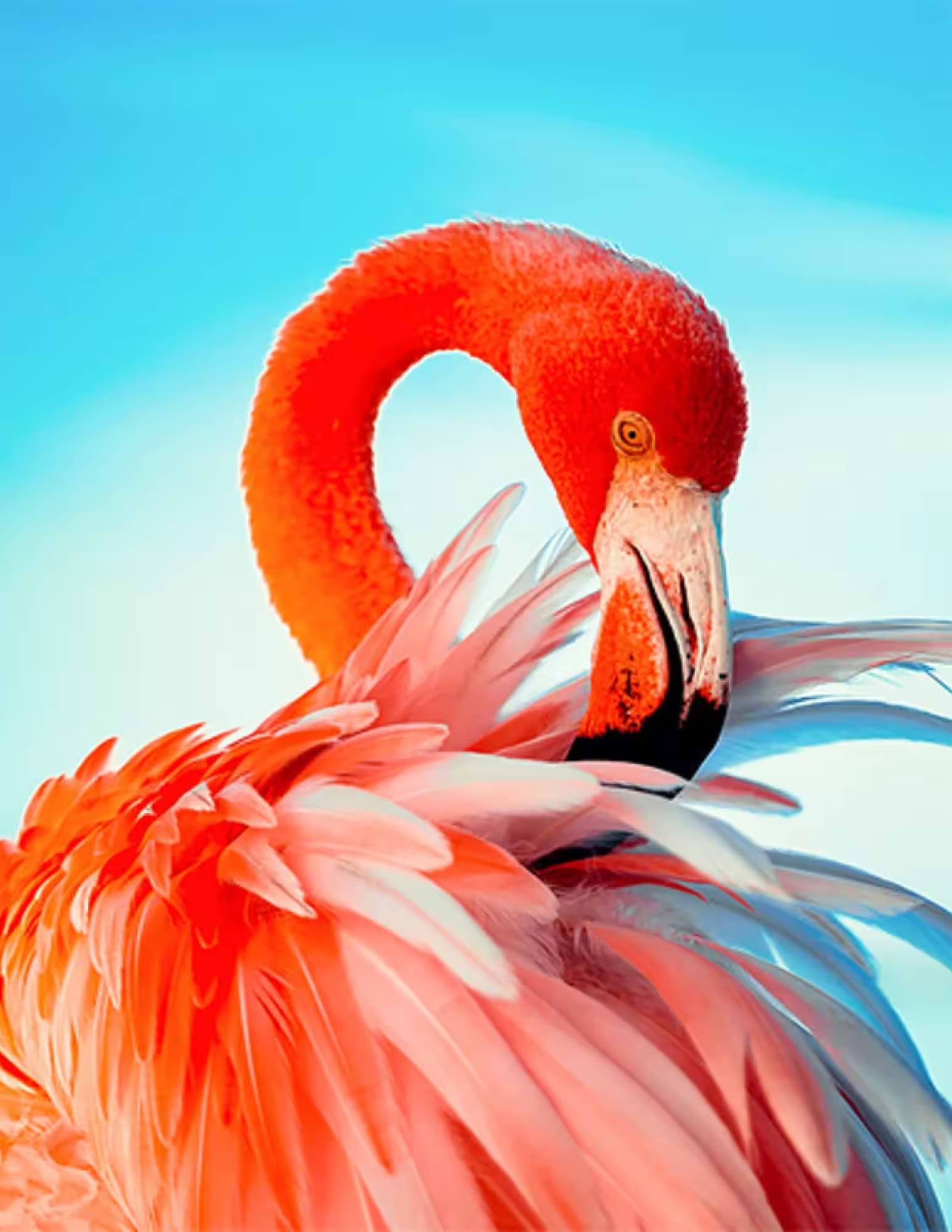 Алмазная живопись Strateg Яркий розовый фламинго 40х50 см (JSFH85873)