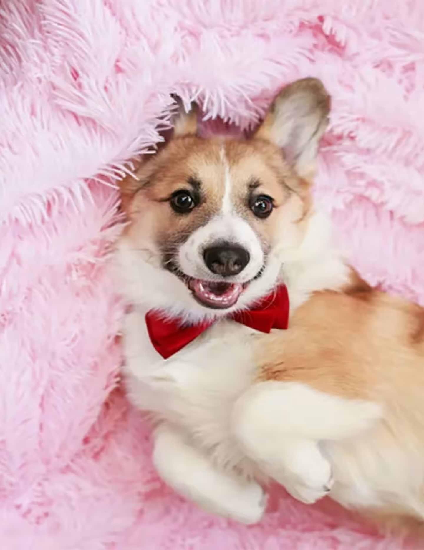 Алмазний живопис Strateg Коргі 40х50 см кр (JSFH85874) - Фото 1