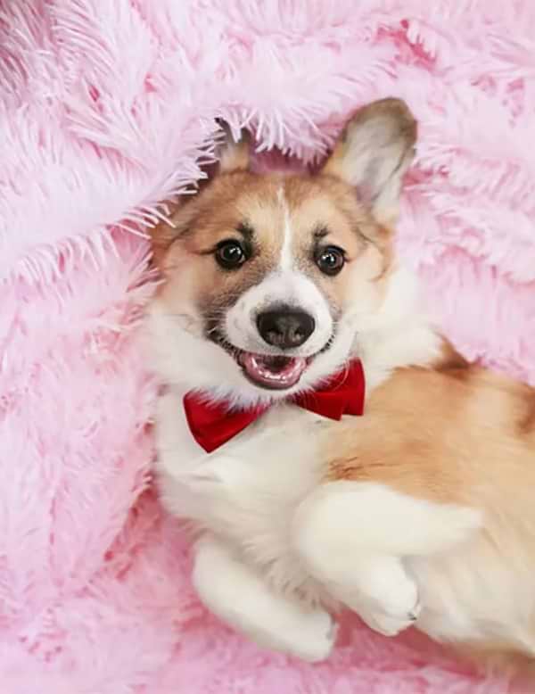 Фото - Алмазний живопис Strateg Коргі 40х50 см кр (JSFH85874)