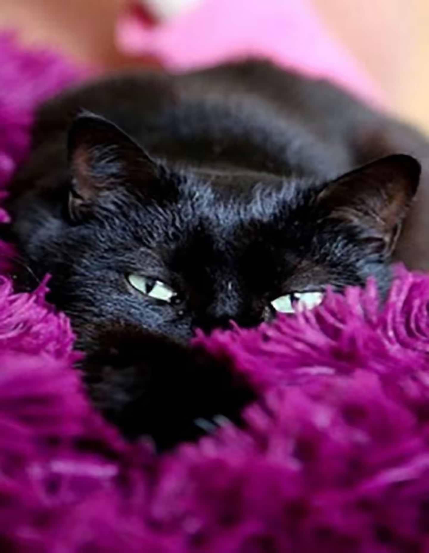 Алмазний живопис Strateg Чорний котик в покривалі 40х50 см (JSFH85875) - Фото 1