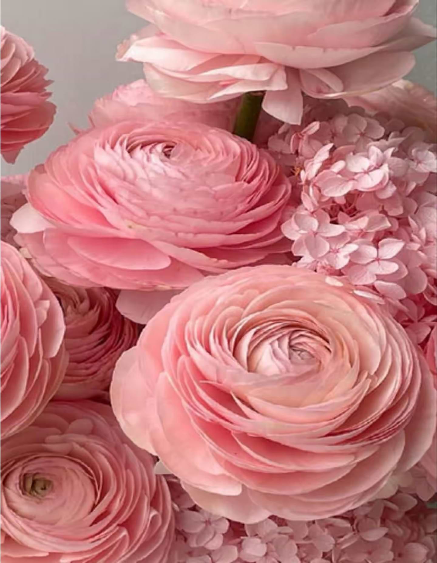 Алмазний живопис Strateg Рожеві лютики 40х50 см (JSFH85887) - Фото 1