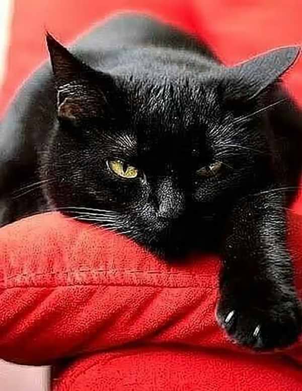 Фото - Алмазний живопис Strateg Чорний котик 40х50 см (JSFH85889)