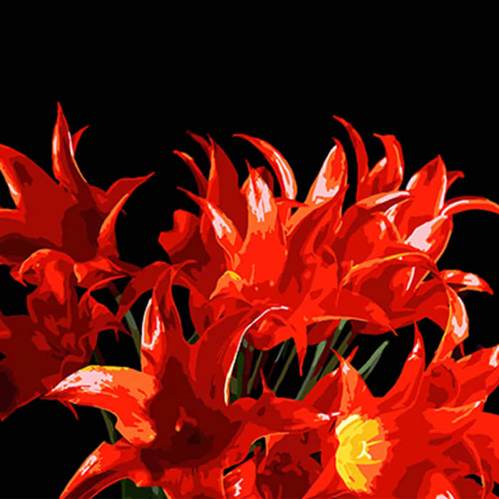 Картина по номерам Strateg Букет из красных тюльпанов 40х40 см (AV4040-80)