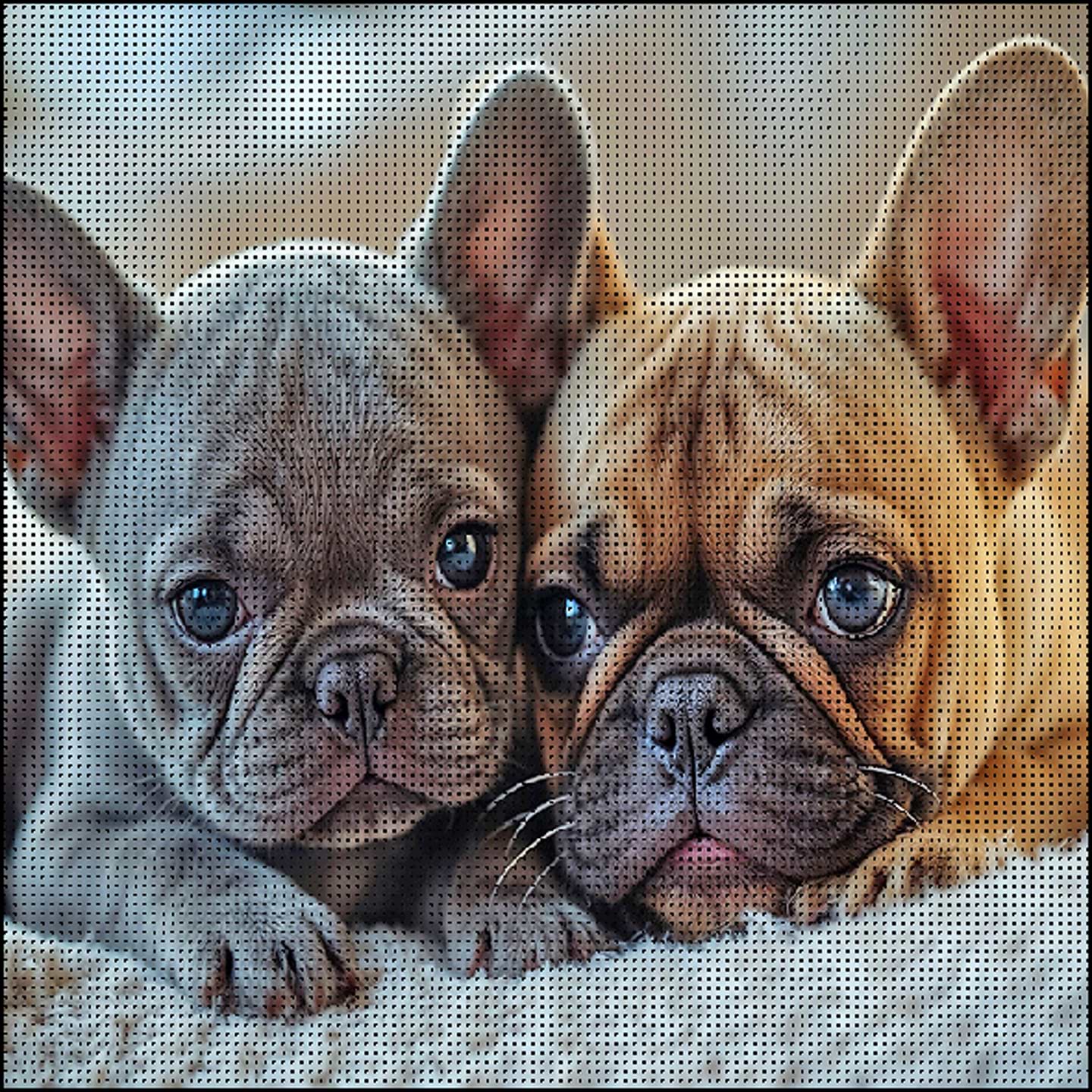 Алмазний живопис Strateg Два бульдлжки 30х30 (FZ3030-03)