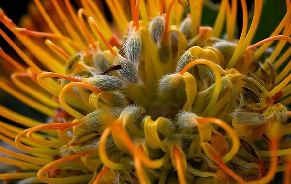 Фото - Фотокамера беззеркальная Fujifilm X-T50 + XC 15-45mm F3.5-5.6 Kit Charcoal Silver (16828923)