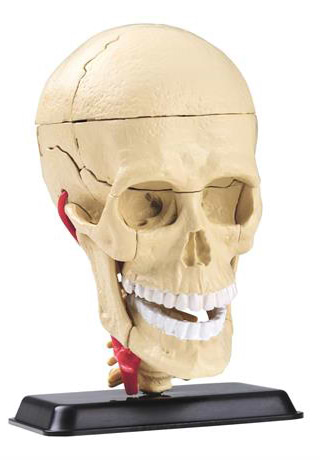 Набор для исследования Edu-Toys Модель черепа с нервами сборная 9 см (SK010) - Фото 1
