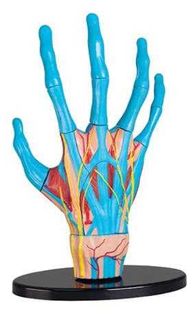 Набір для дослідження Edu-Toys Модель руки збірна 16,5 см (SK058)