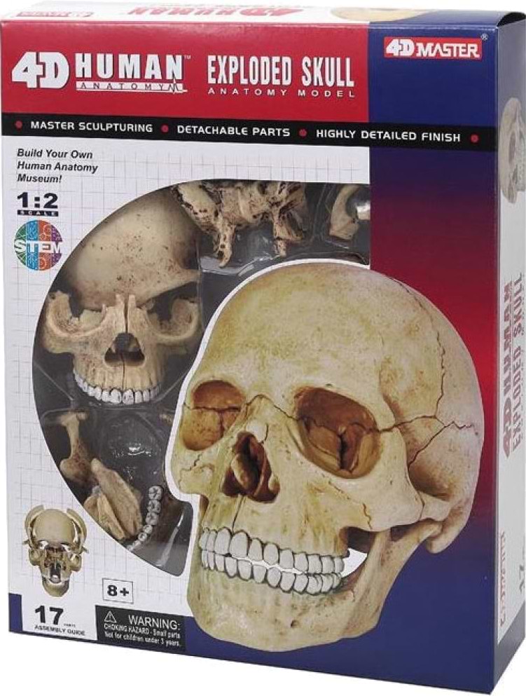 Набор для исследования 4D Master Объемная анатомическая модель.Череп человека (FM-626111)