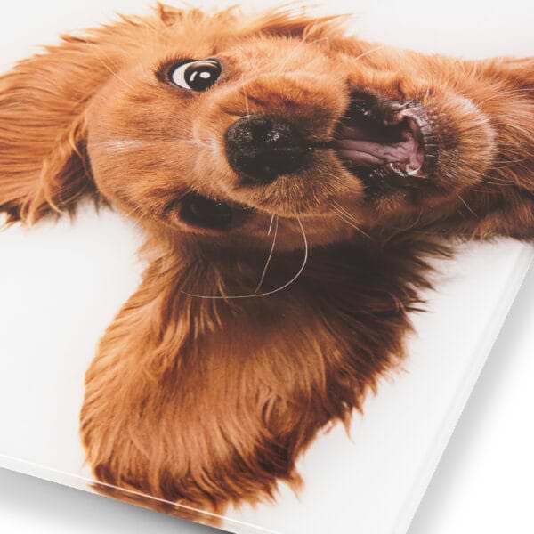 Фото - Весы напольные Zelmer ZBS1010 Crazy dog